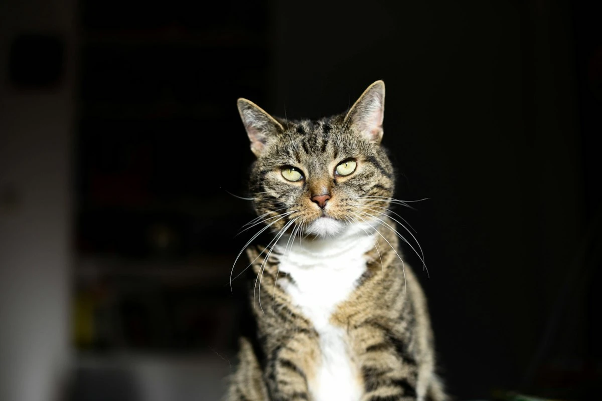 Original uploaded photo of a tabby cat with a white chest